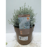 Perennials 1.5ltr Mix