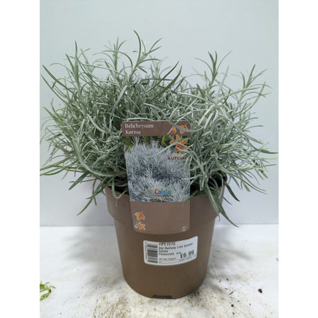 Perennials 1.5ltr Mix