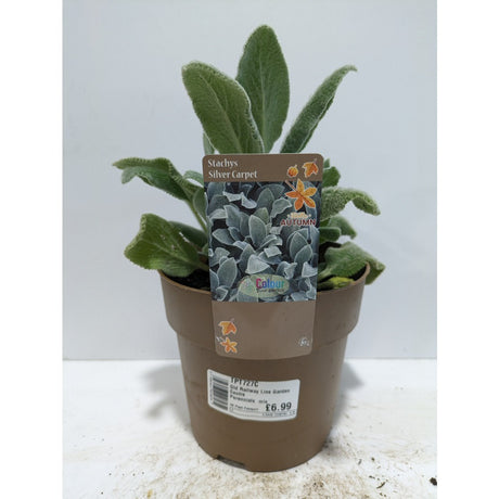 Perennials 1.5ltr Mix
