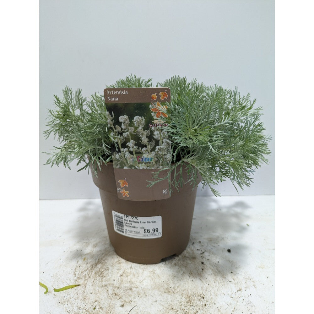 Perennials 1.5ltr Mix