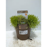 Perennials 1.5ltr Mix