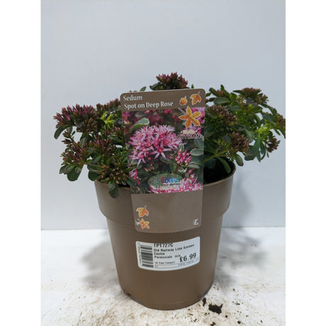 Perennials 1.5ltr Mix
