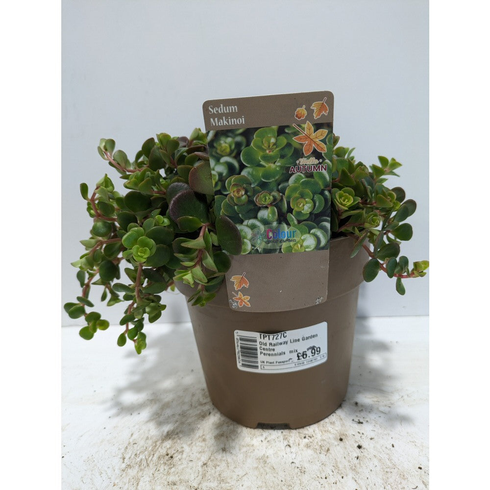 Perennials 1.5ltr Mix