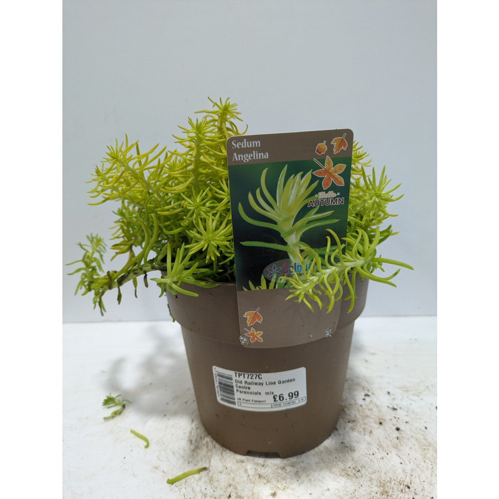 Perennials 1.5ltr Mix