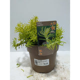 Perennials 1.5ltr Mix