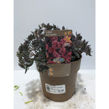 Perennials 1.5ltr Mix