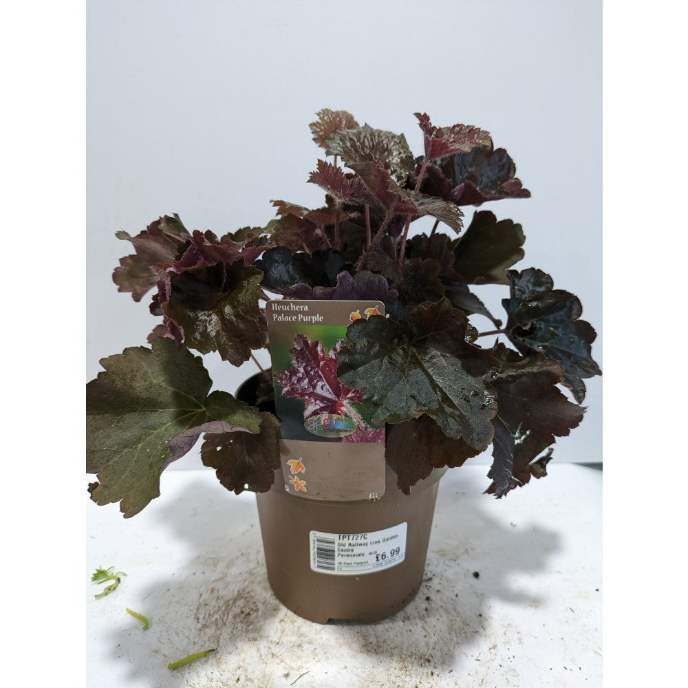 Perennials 1.5ltr Mix