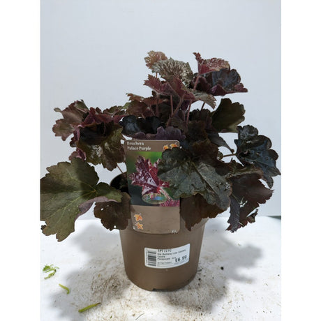 Perennials 1.5ltr Mix
