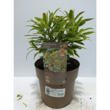 Perennials 1.5ltr Mix