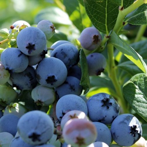 Blueberry Legacy Fruit Bush 2L Pot