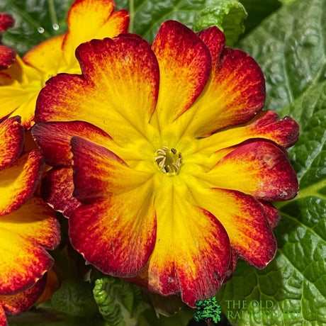 Primrose Plant Assorted Colours 9cm Pot