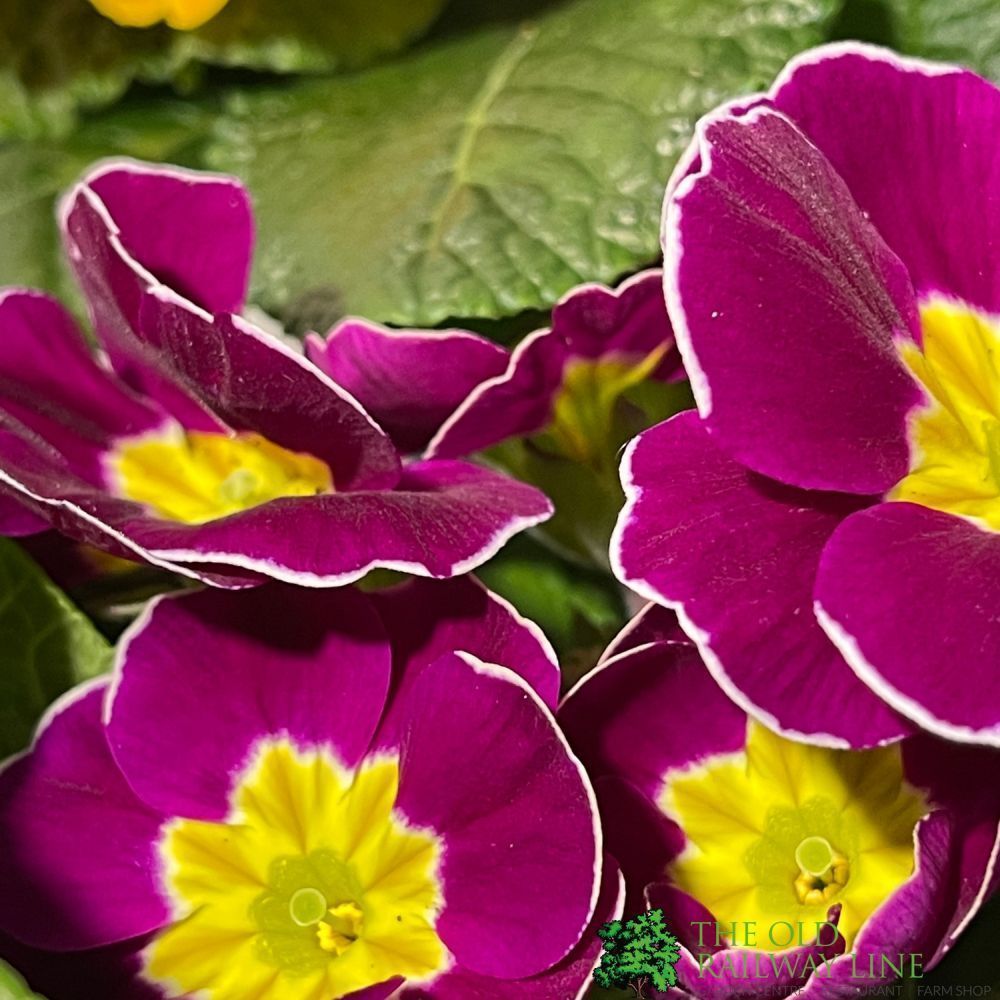 Primrose Plant Assorted Colours 9cm Pot