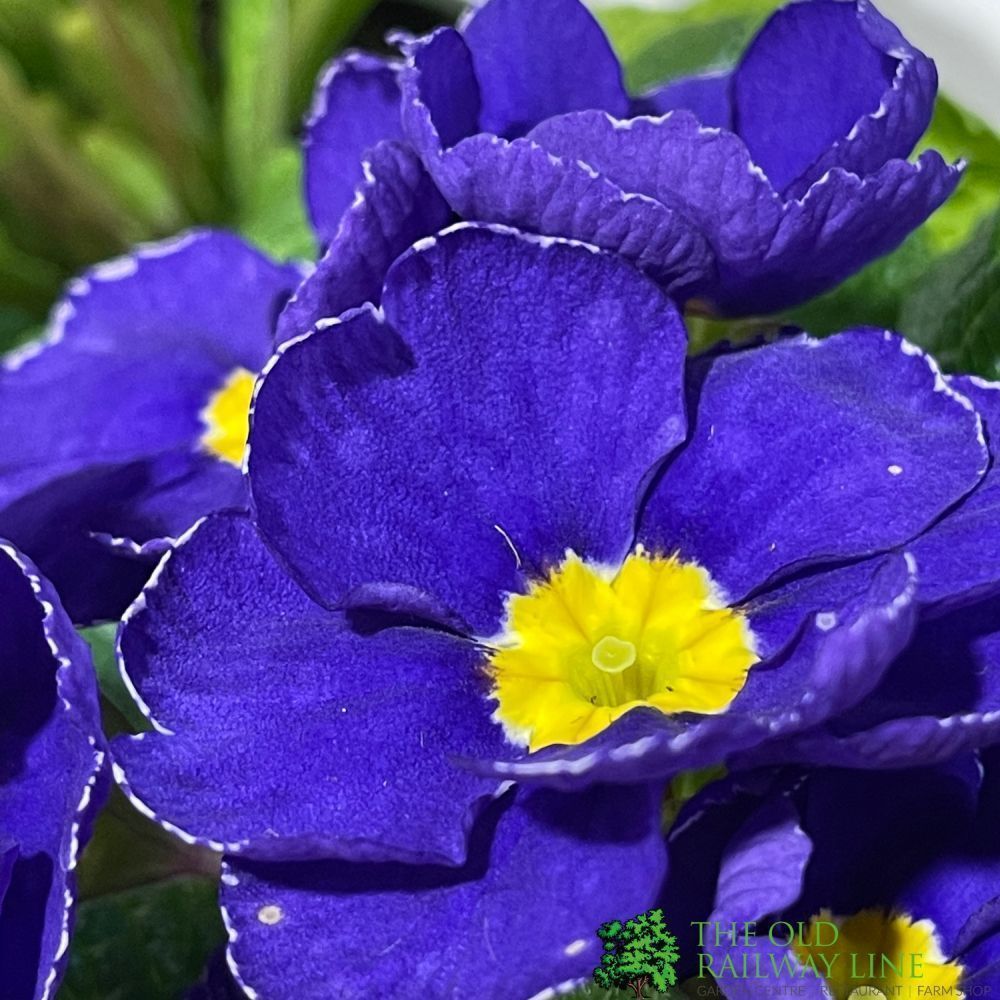 Primrose Plant Assorted Colours 9cm Pot