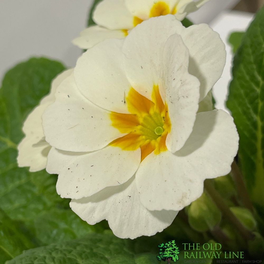 Primrose Plant Assorted Colours 9cm Pot