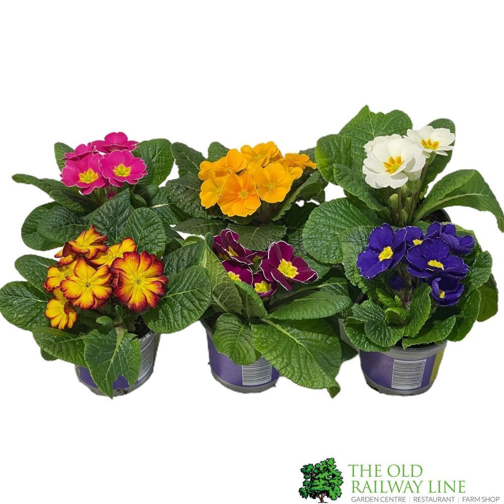 Primrose Plant Assorted Colours 9cm Pot