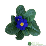 Primrose Plant Assorted Colours 9cm Pot