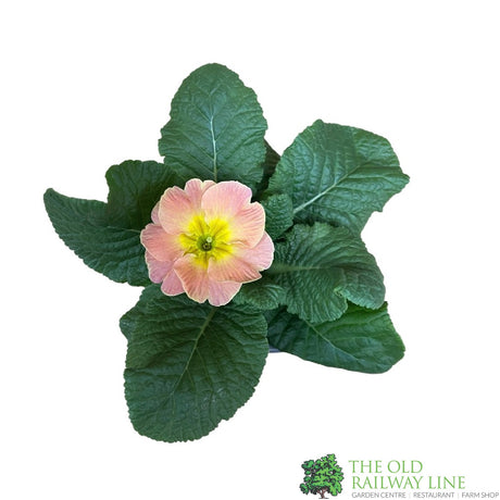 Primrose Plant Assorted Colours 9cm Pot