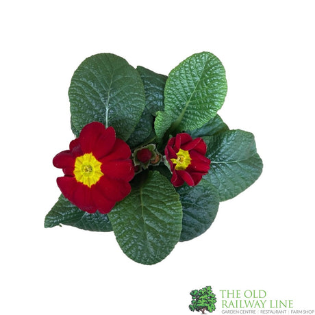 Primrose Plant Assorted Colours 9cm Pot