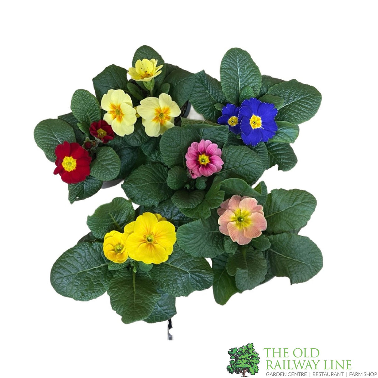 Primrose Plant Assorted Colours 9cm Pot