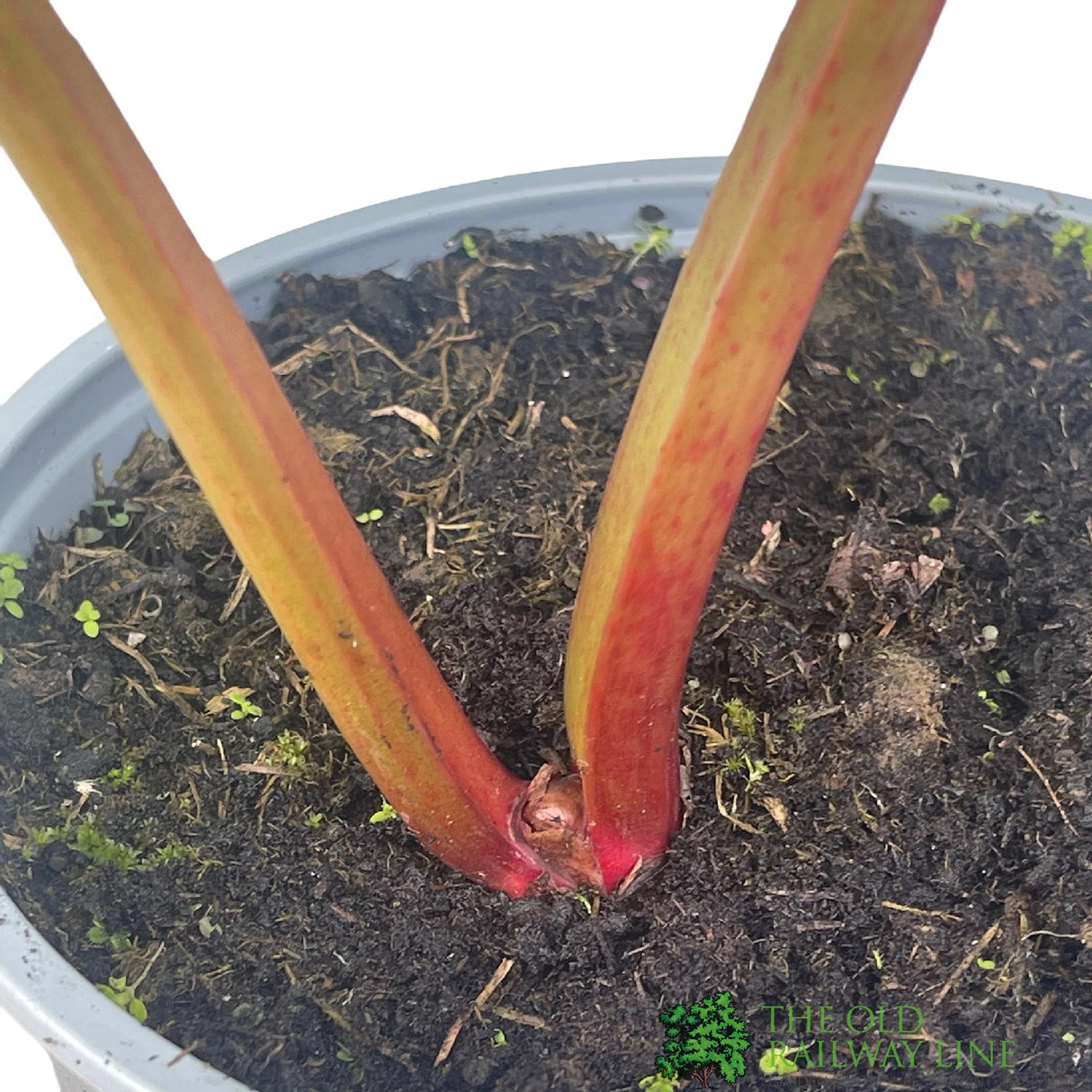 Rhubarb 'Pink Champagne' 3Ltr Pot