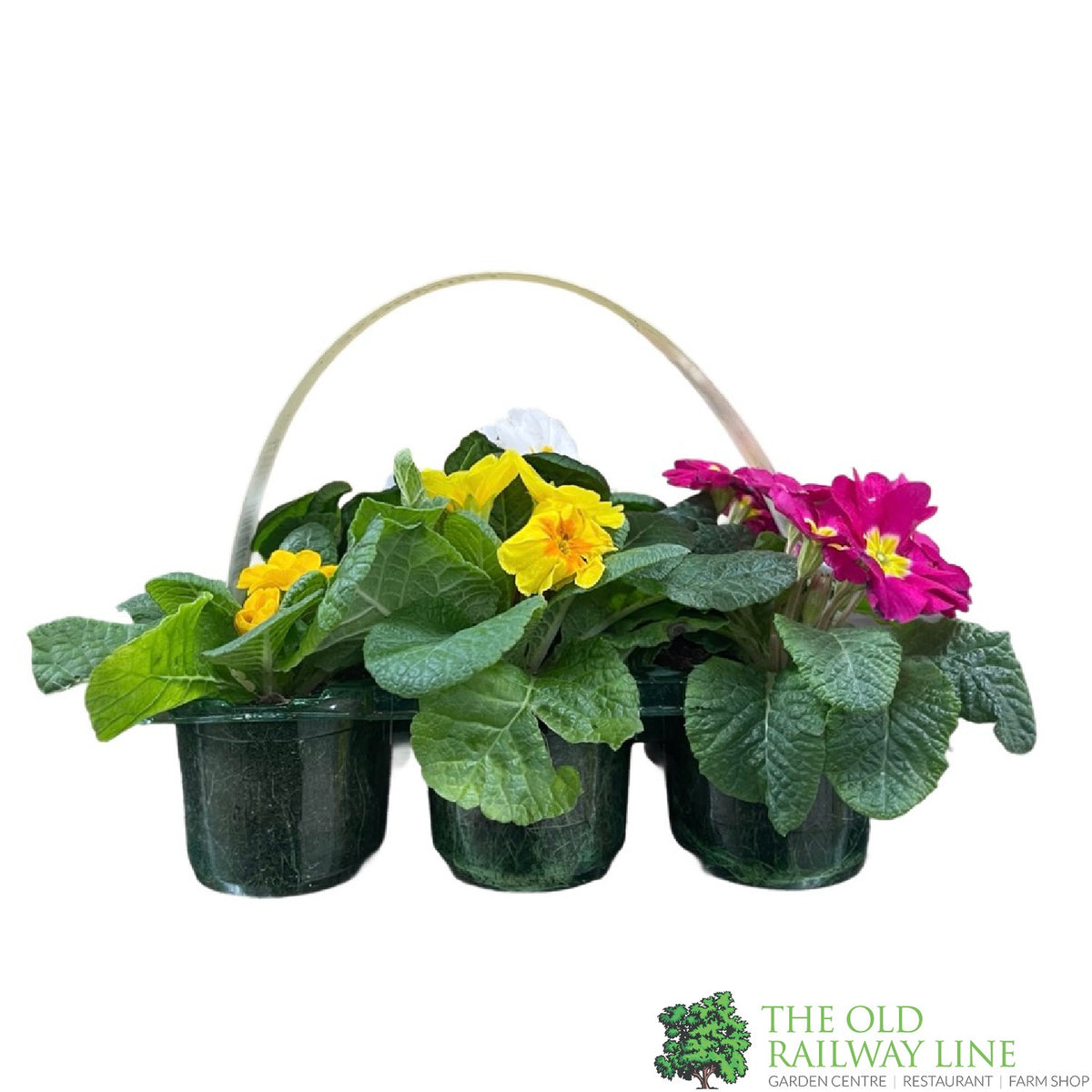 Assorted Primrose Primrose Plant Assorted Six Pack of 9cm Pots – Old Railway Line Garden ...