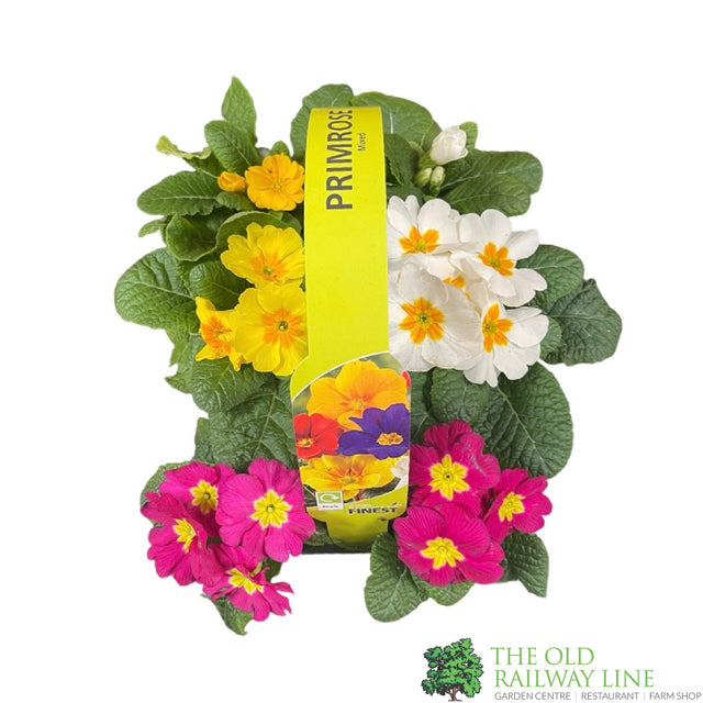 Assorted Primrose Primrose Plant Assorted Six Pack of 9cm Pots – Old Railway Line Garden ...