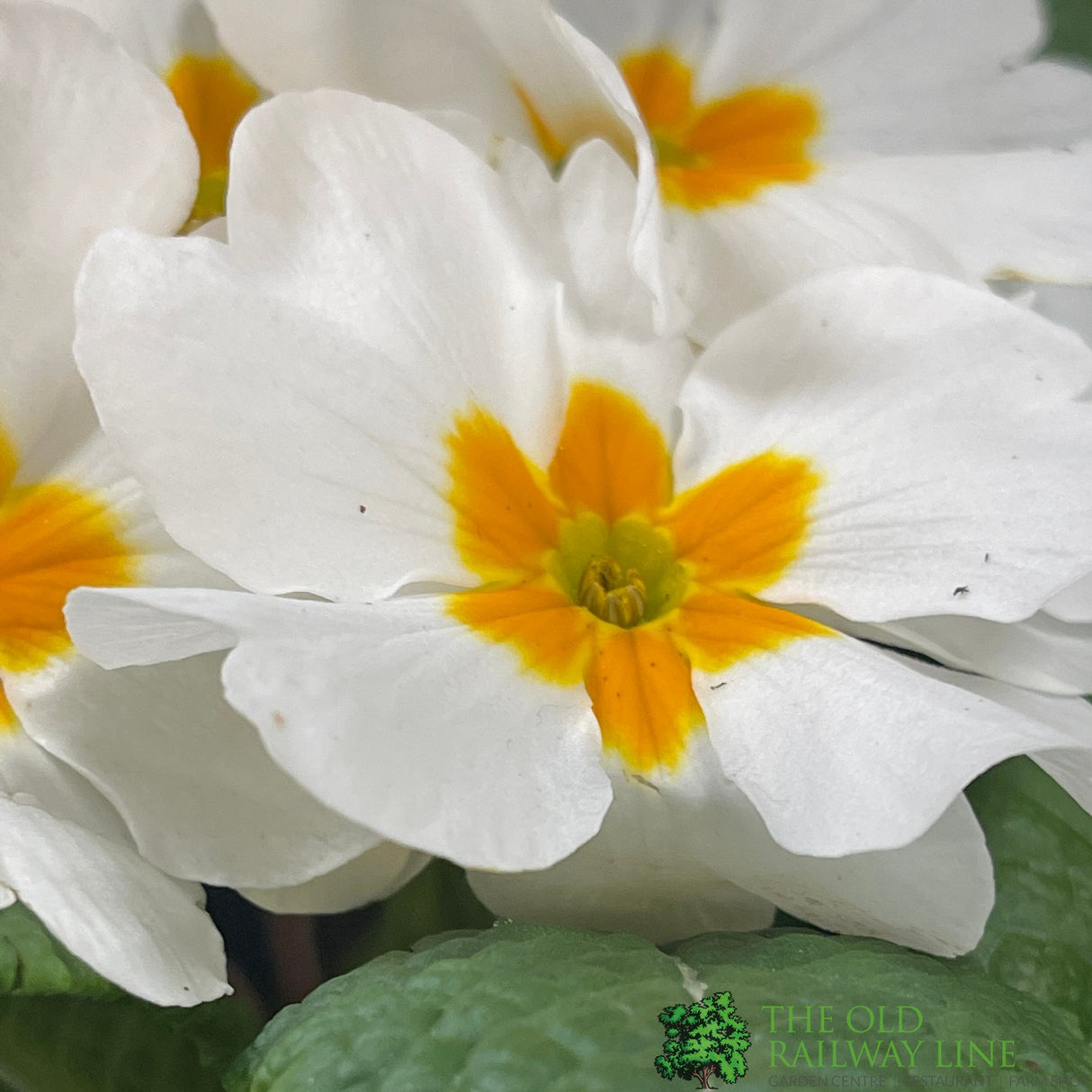 Primrose Plant Assorted Six Pack of 9cm Pots