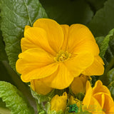 Primrose Plant Assorted Six Pack of 9cm Pots