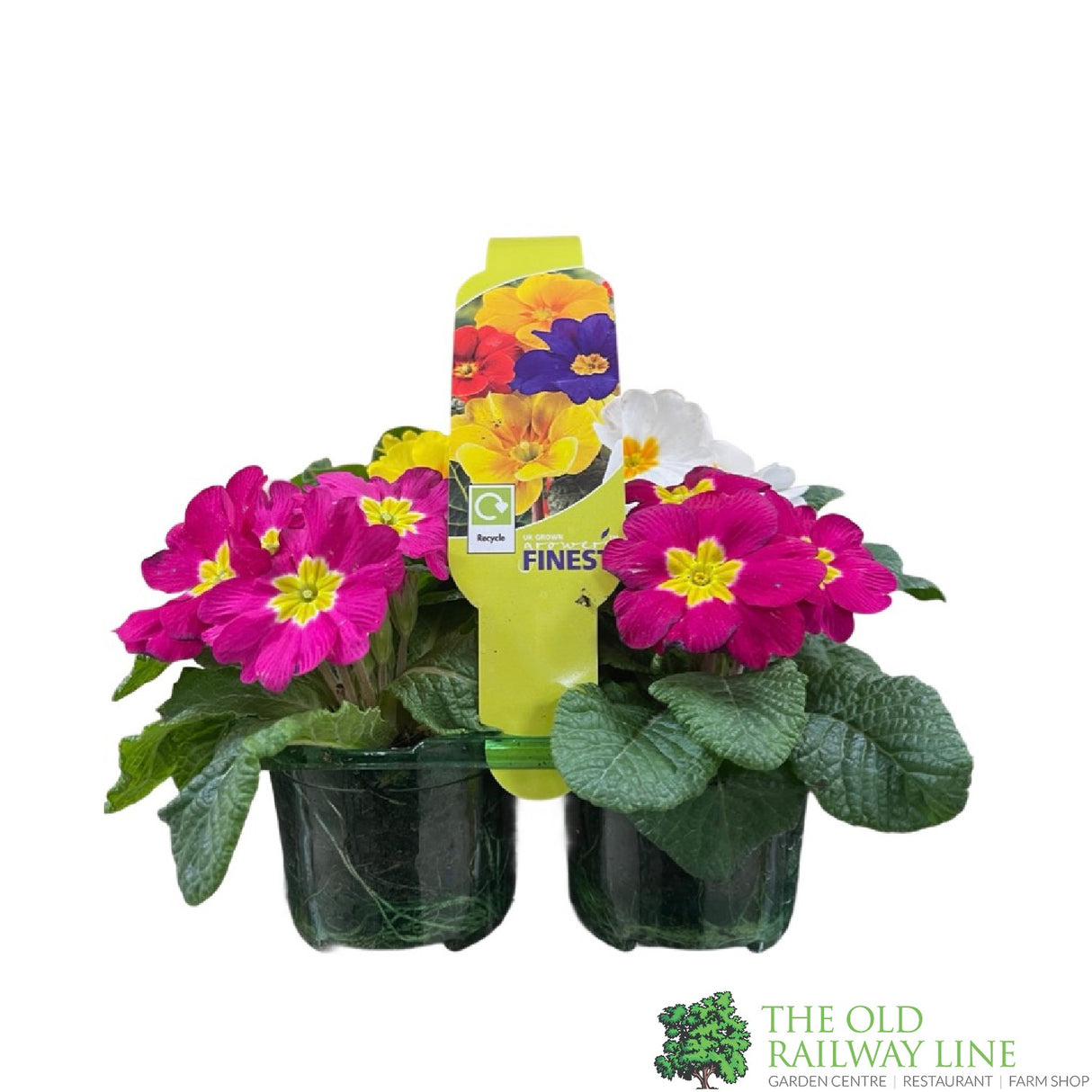 Primrose Plant Assorted Six Pack of 9cm Pots