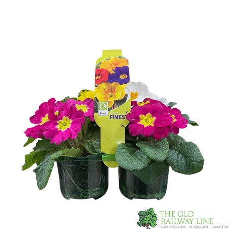 Primrose Plant Assorted Six Pack of 9cm Pots