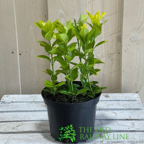 Euonymus japonicus 'El Dorado' 2Ltr Pot (NL)
