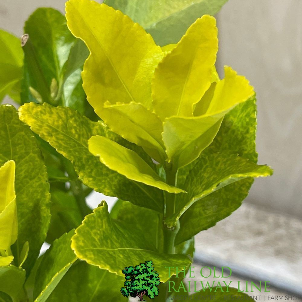 Euonymus japonicus 'El Dorado' 2Ltr Pot (NL)