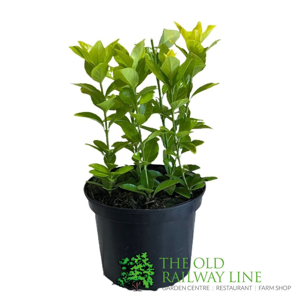 Euonymus japonicus 'El Dorado' 2Ltr Pot (NL)