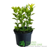 Euonymus japonicus 'El Dorado' 2Ltr Pot (NL)