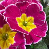 Primrose Bowl 21cm Pot