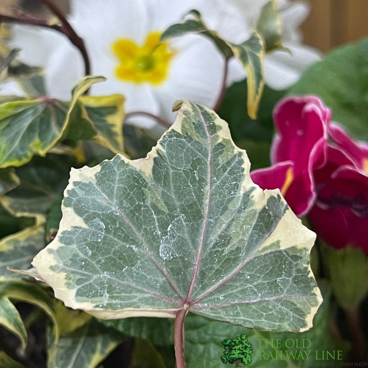 Primrose Bowl 21cm Pot