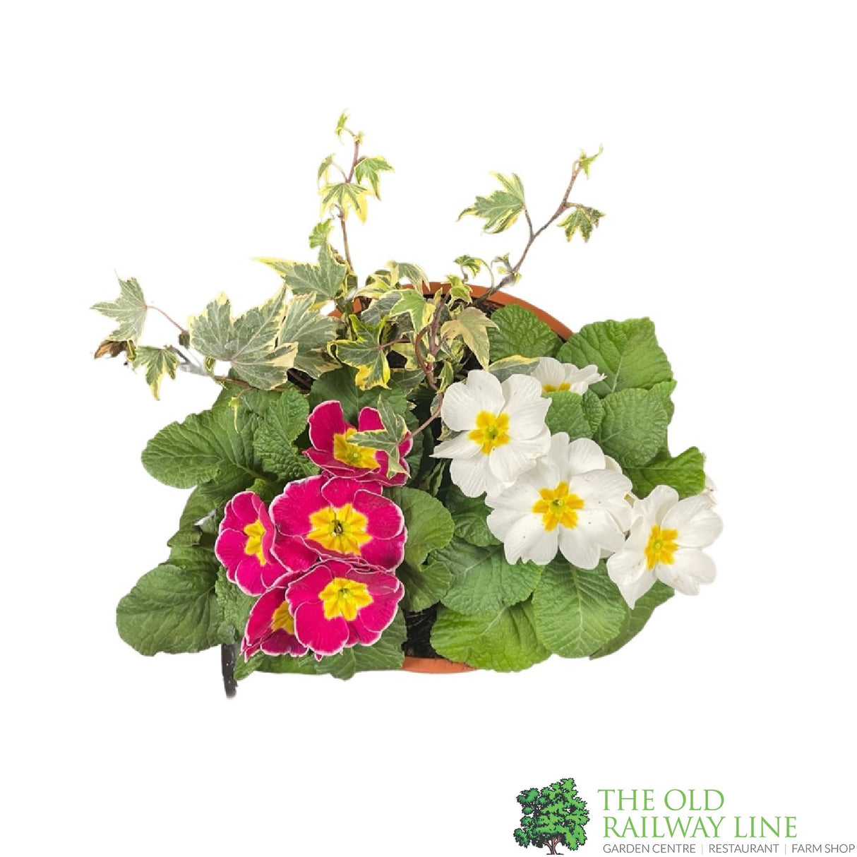 Primrose Bowl 21cm Pot