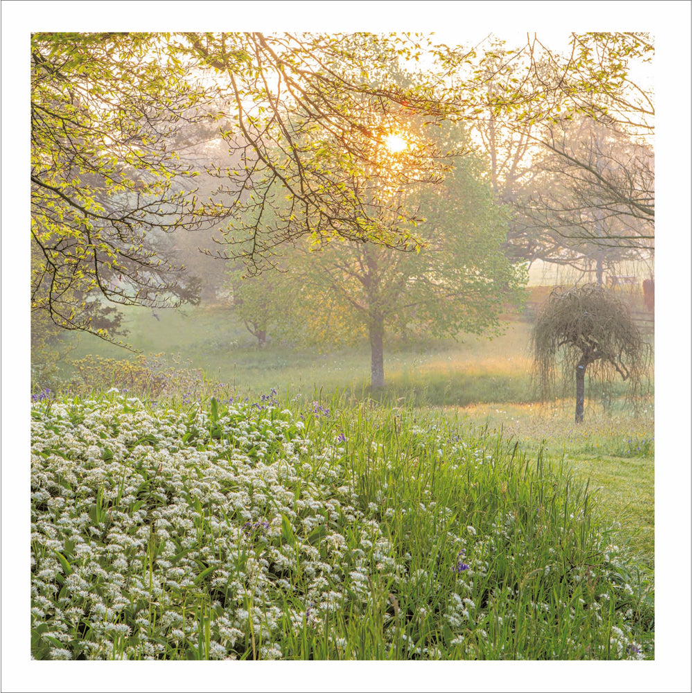 Woodmansterne Morning Forde Spring Flowers Blank Card