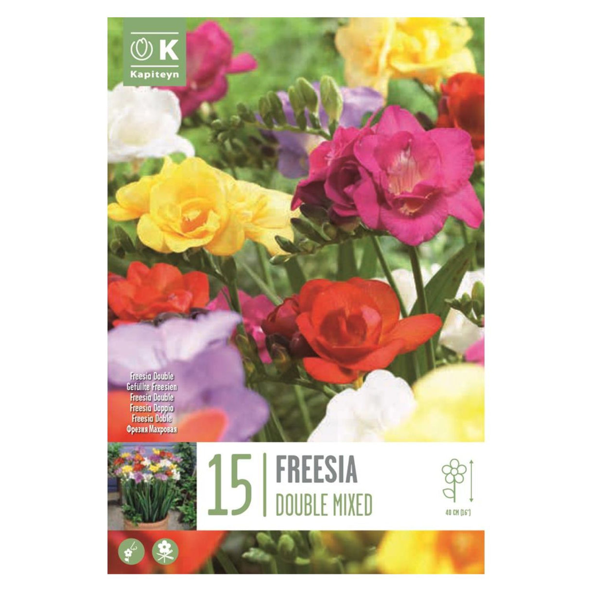 Kapiteyn 15 Freesia Mixed Colours Summer Flowering Bulbs