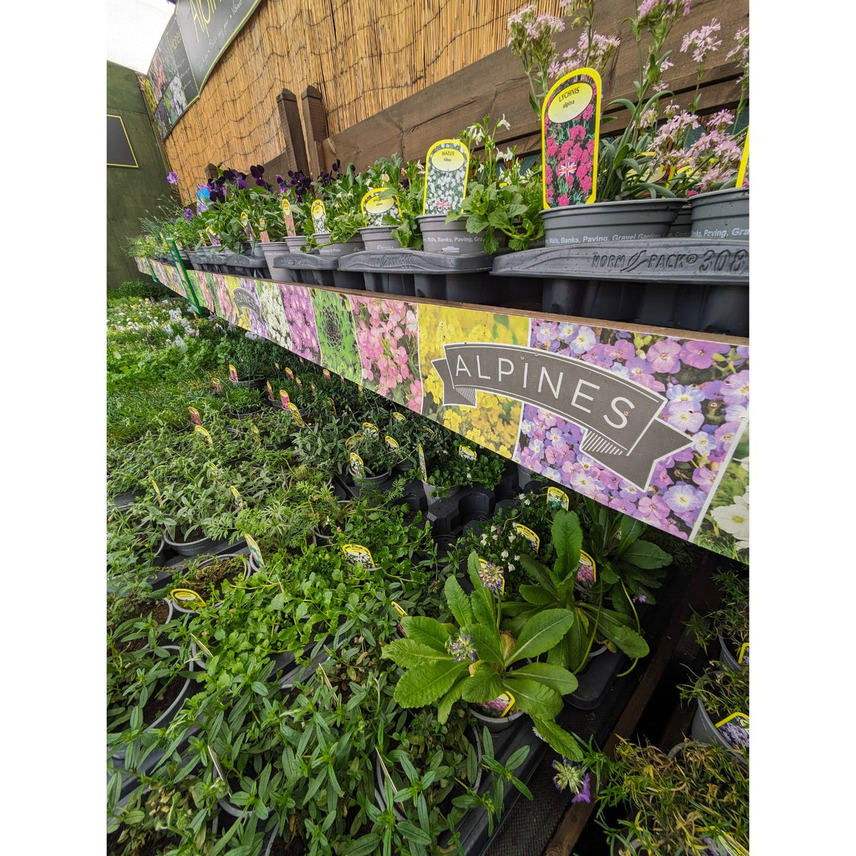 Alpine Mixed Variety 1Ltr Pot