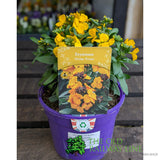 Porters Hoticulture Erysimum Mixed 1.5ltr Pot (Choice of 5)