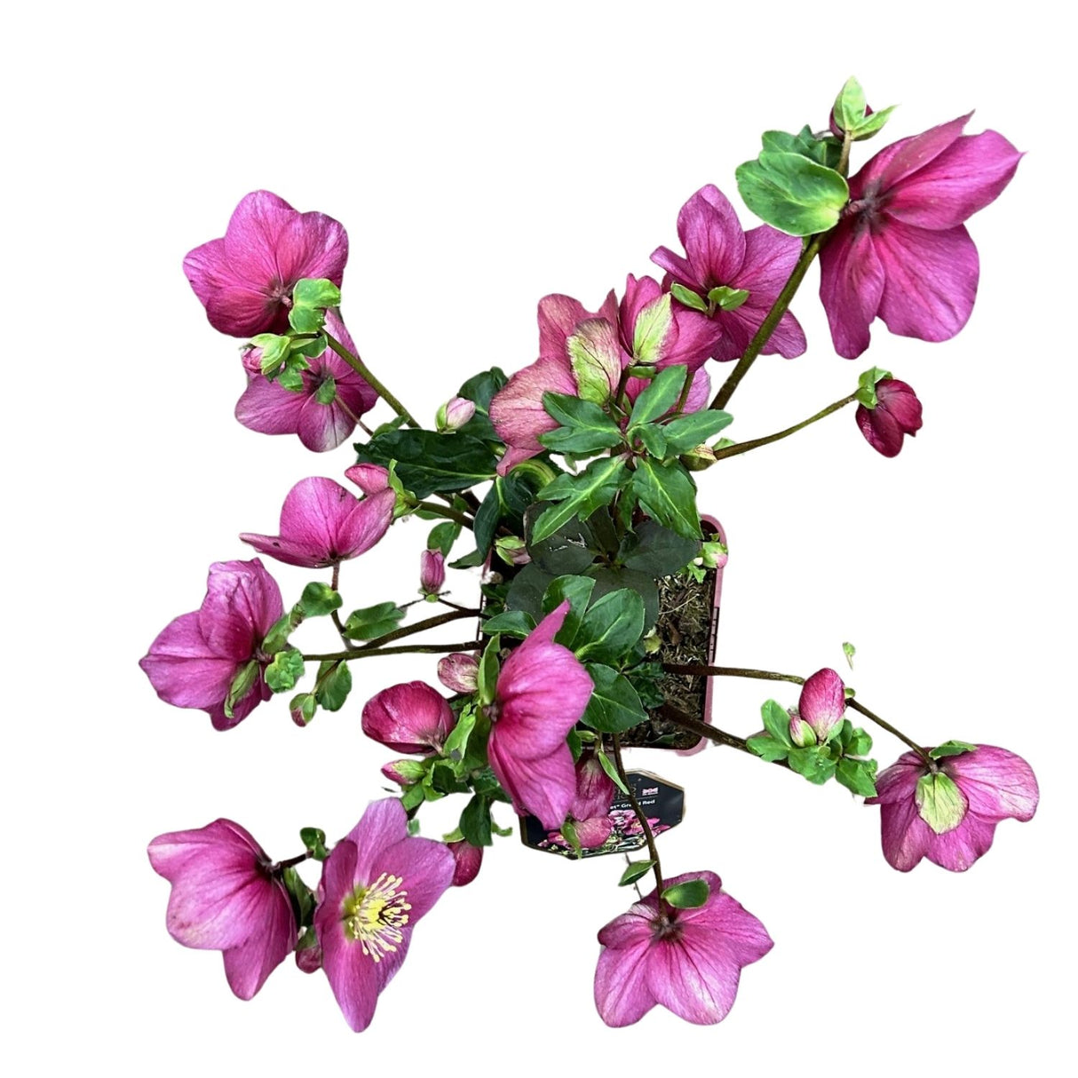 Helleborus HGC Winter Ballet - 4.5Ltr Pot
