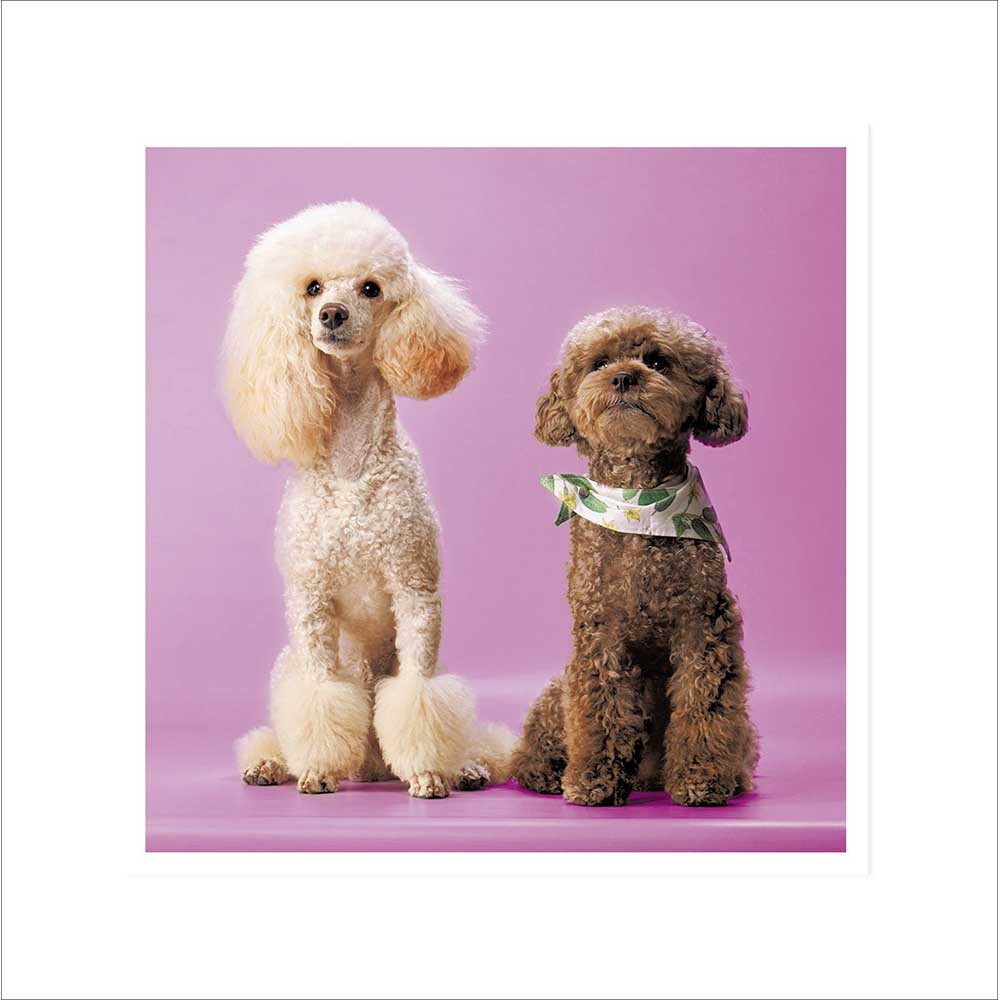 Woodmansterne Poodle Power Blank Card - 623059