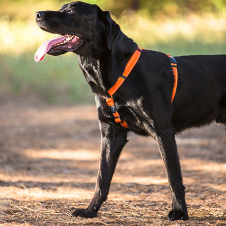 Rogz Classic Harness Pink - Small