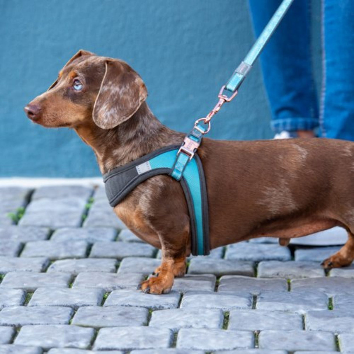 Rogz 1.8m Urban Classic Turquoise Moon Dog Lead - Small