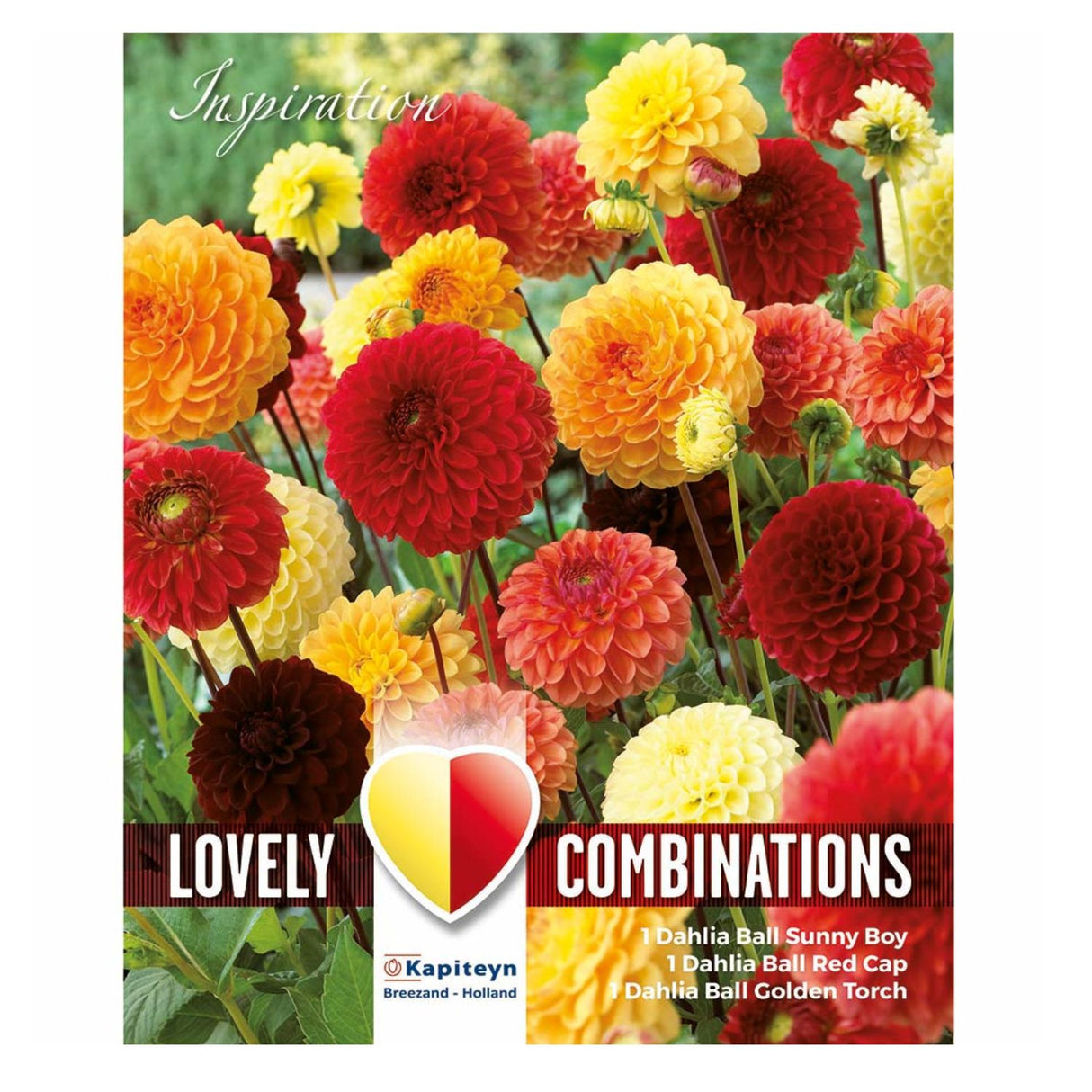 Kapiteyn 3 Dahlia Summer Ball Summer Flowering Bulbs