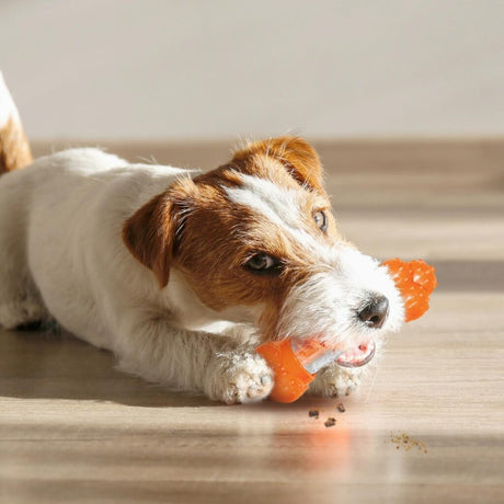 Nylabone Medium Bacon Strong Chew Sneaky Snacker