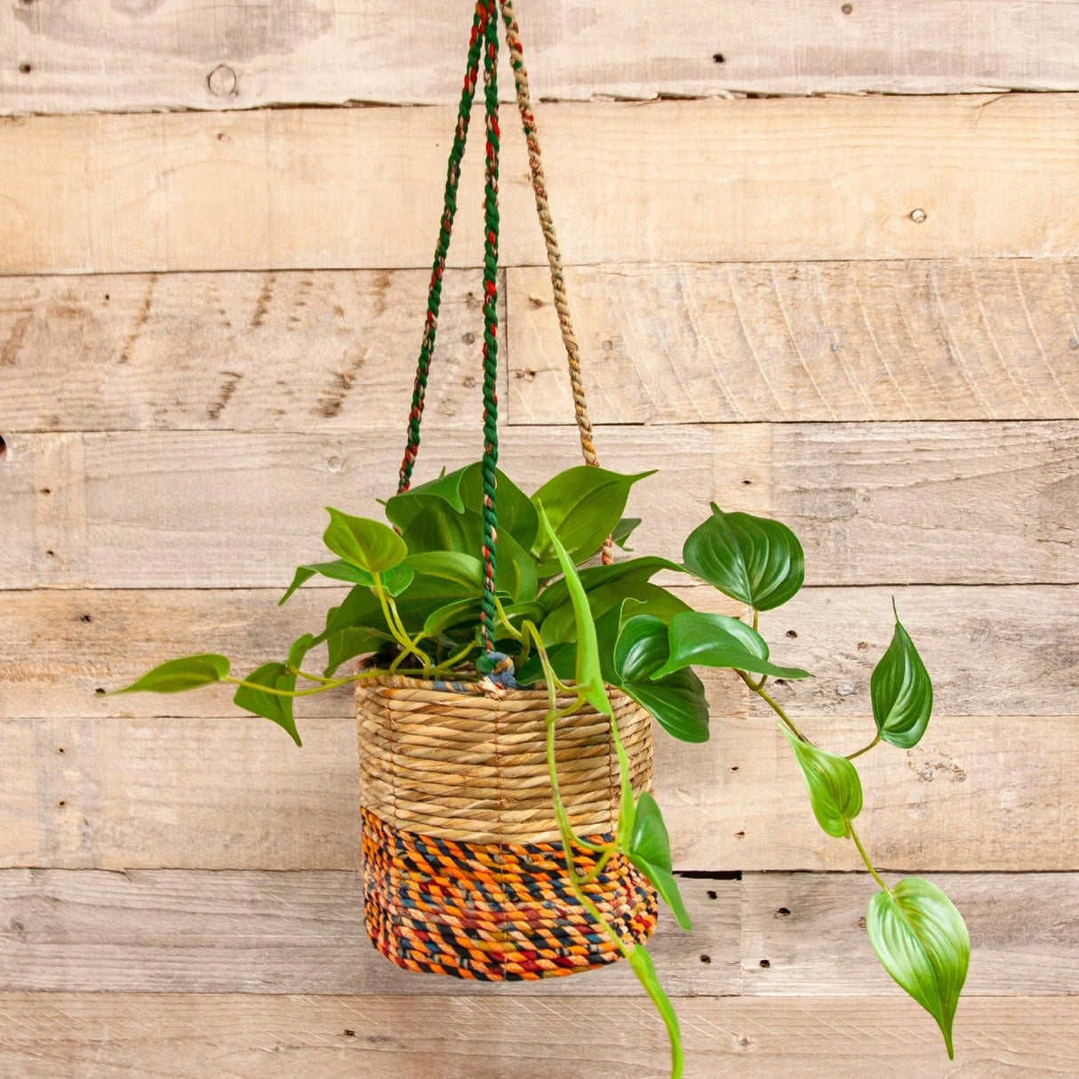 Wildlife World 12cm Small Cylindrical Artisan Hanging Plant Basket (Assorted Colours)
