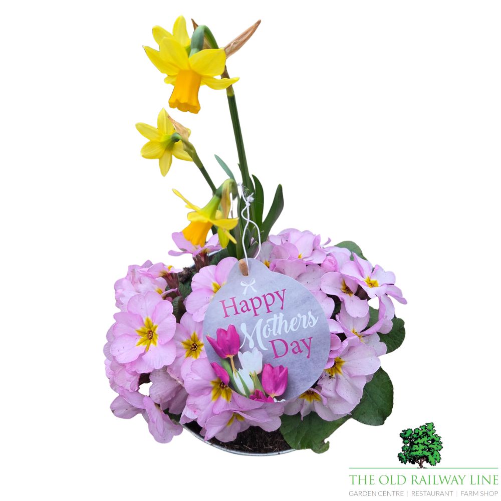 Mother's Day Primrose & Daffodil - Lavender Bowl 19cm
