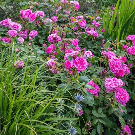 David Austin 'Gertrude Jekyll' Pink English Rose 6Ltr Pot